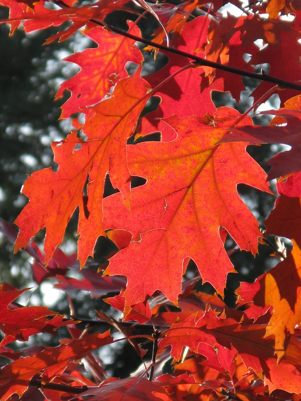 Brilliant red autumn leaves in North Conway